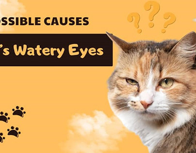 Why Are My Cat’s Eyes Watering? – 7 Possible Causes