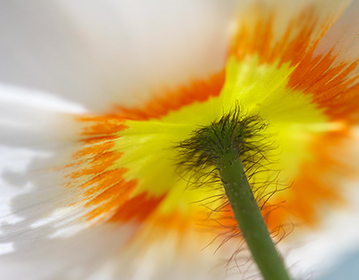 Iceland poppies 2015