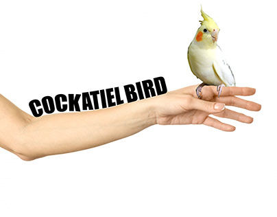 cockatiel bird on hand (Clip masking and type tool)