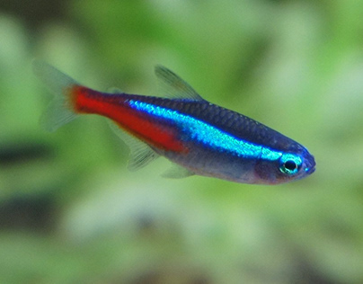 How to identify male and female neon tetra fish