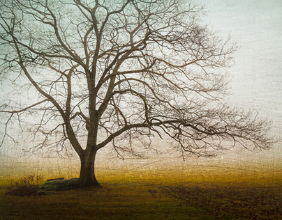 Fine Art Photography:
"Painted Trees"
Photo Painting