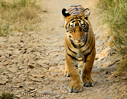 Ranthambore (Noor And Cubs)