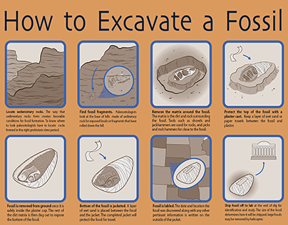 Fossil Excavation Infographic