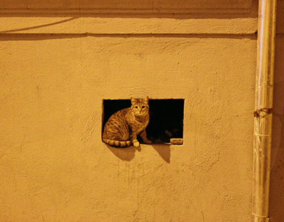 street cats..take care of animals ^^