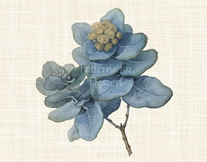 Vintage Eucalyptus Flower Clip Art