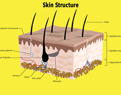 Skin Structure Illustration
