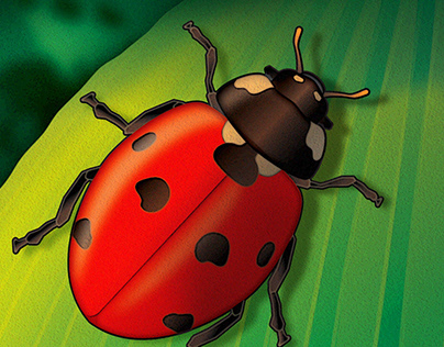 Nature Series—Ladybugs