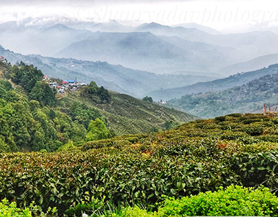 Darjeeling Tea.,