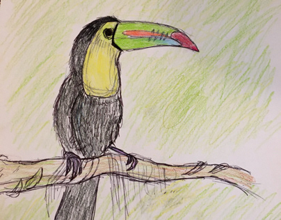 Keel-billed toucan (ramphastos sulfuratus)