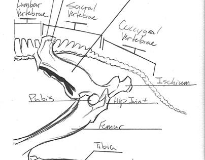 Horse Bone Structure Tail