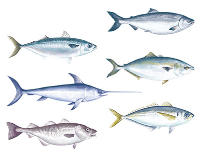 Fish Illustrations for Magazines