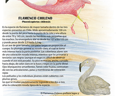 Flamenco Chilensis
