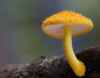 Mushroom Fungus Photography Fungi