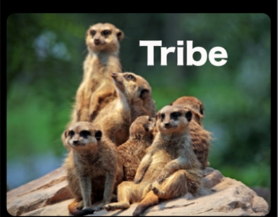 Tribe App