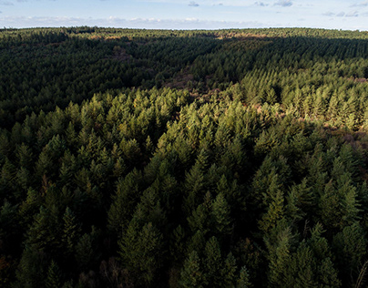 Forêt d’Avaugour - Bois Meur : exposition photo