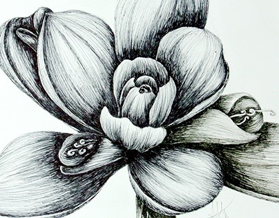 Floral Ink Drawings