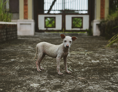 Dogs of the Developing World