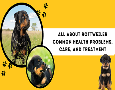 All About Rottweiler Common Health Problems