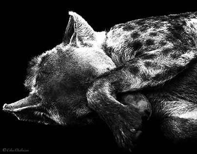 Spotted Hyena Taking a Nap