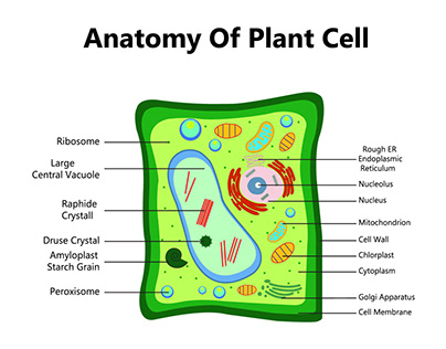 Anatomy of plant cell