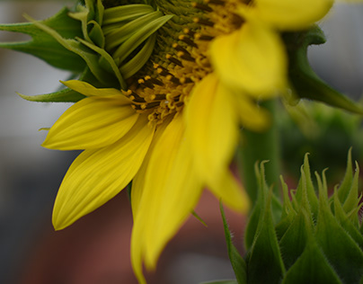 sunflower growth
