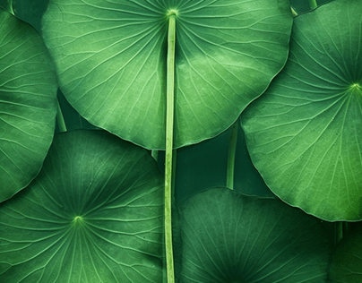 Captivating Collection of Lily Pads