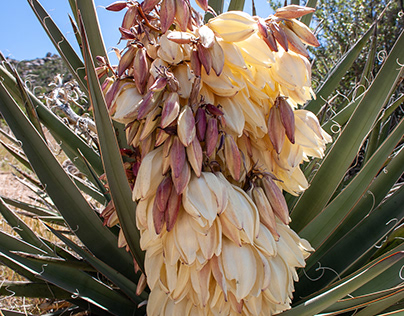 Flowering Yucca