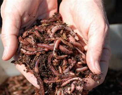 Buy Vermicompost In Canada