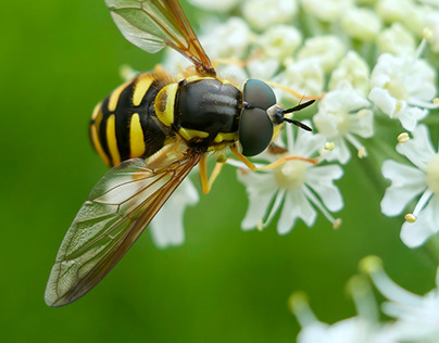 210715-27 Syrphidae – Hoverflies – Bavaria