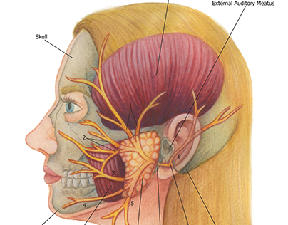 Illustrations on Human Anatomy
