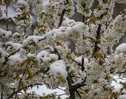 Kirschblüte im Schnee