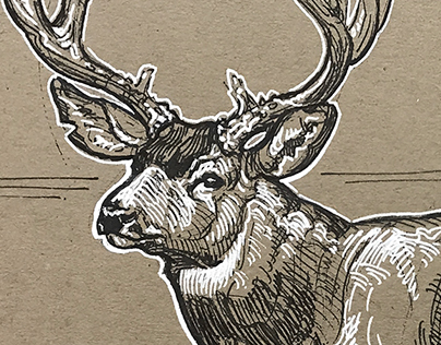 Mule Deer Drawing