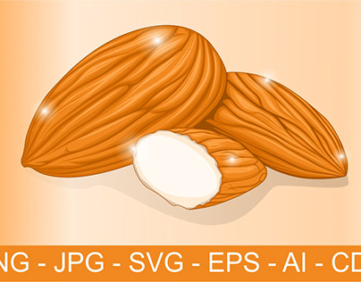 Almond Vector Illustration