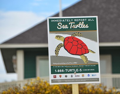 Sea Turtle Campaign
