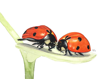 Two ladybugs 🐞