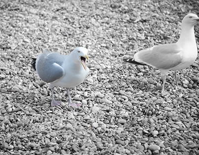 Seagull: Radial Filter & Selective Color