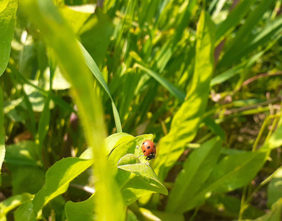 Shy Ladybug