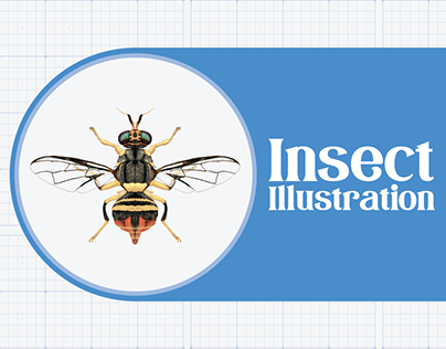 Insect Illustration