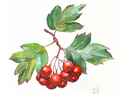 Botanical watercolor