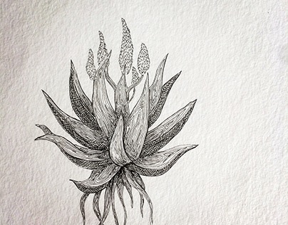 Aloe illustration