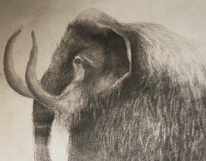 Animal illustration: Extinct animal- Mammoth