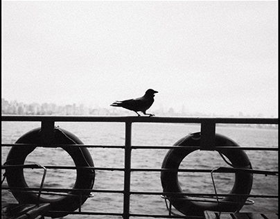 Corvus cornix on Ferry