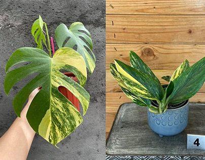 How to Care for and Propagate Monstera Adansonii