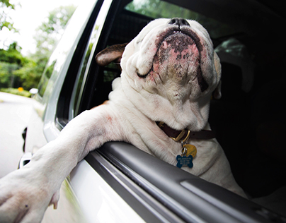 Joyriding- Canine Car Companions
