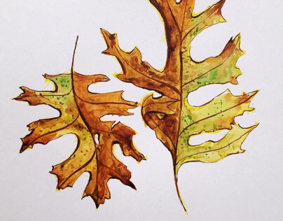 Autumn leaves watercolor drawings