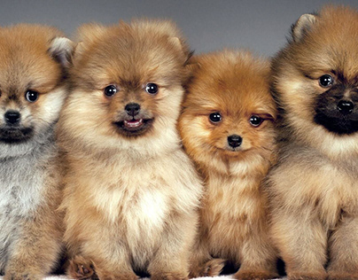 10 Trainable Small Dog Breeds