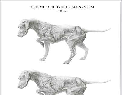 The Musculoskeletal System: Dog