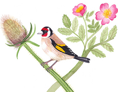 British Birds Watercolour Paintings and Calendar.