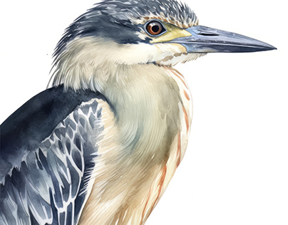 Night Heron Bird Portrait Watercolor Painting