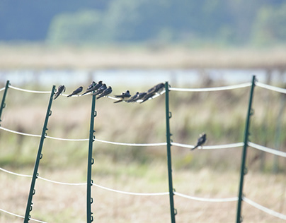 Swallows on a fence